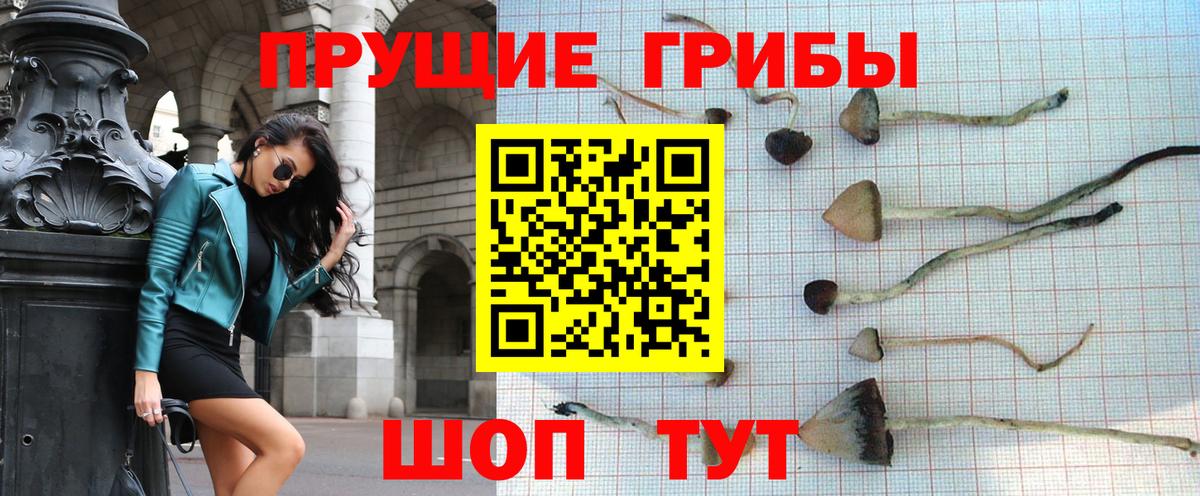 Заводоуковск  Галлюциногенные грибы Psilocybe  Вход с VPN  Галлюциногенные грибы прущие грибы 